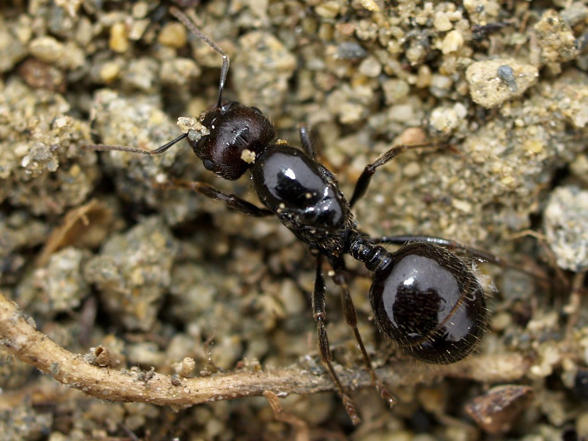 achat fourmis barbarus messor