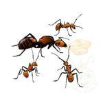Camponotus nicobarensis