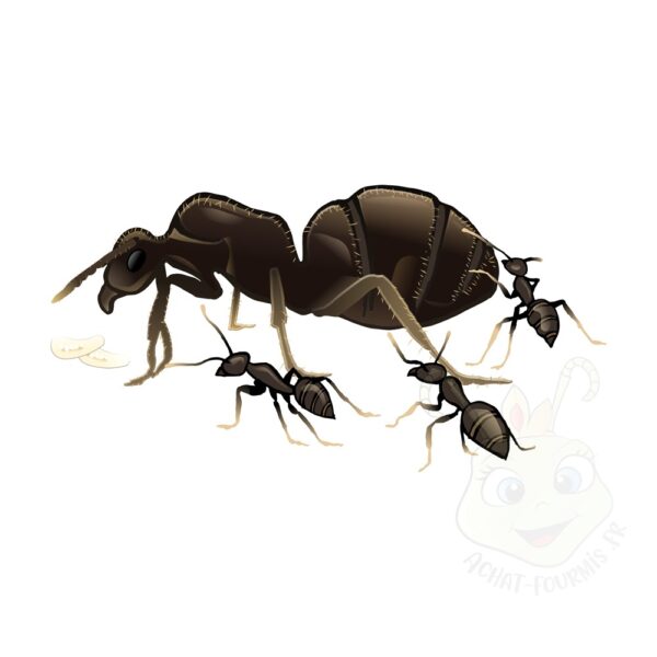 Lasius niger