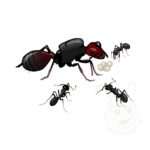 messor barbarus