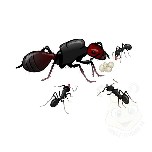 messor barbarus