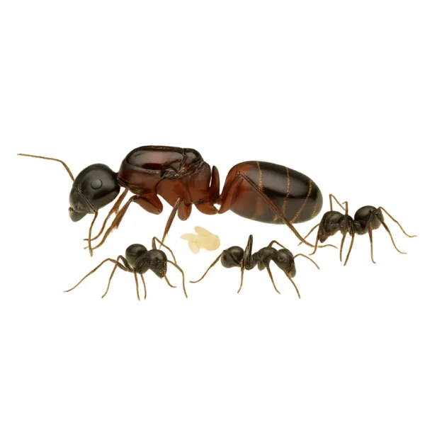 Achat Camponotus Ligniperda