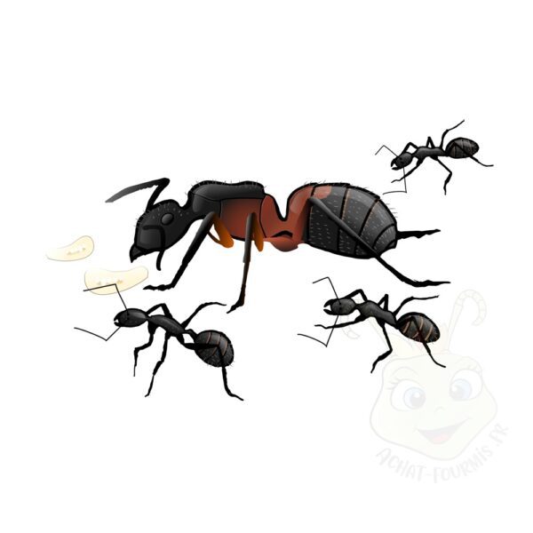 achat de Camponotus cruentatus