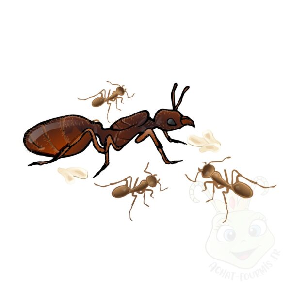 Pheidole Pallidula