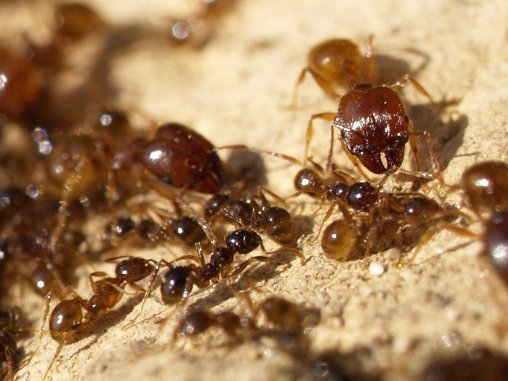 pheidole pallidula