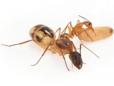 Camponotus Maculatus