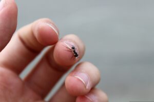 élevage fourmis