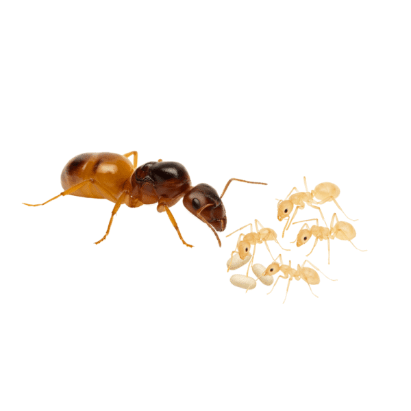 Camponotus Fedtschenkoi