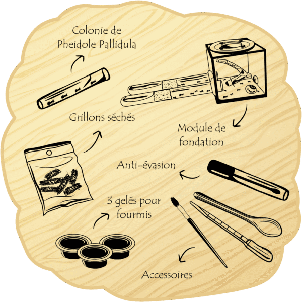 Kit de fondation de Pheidole Pallidula
