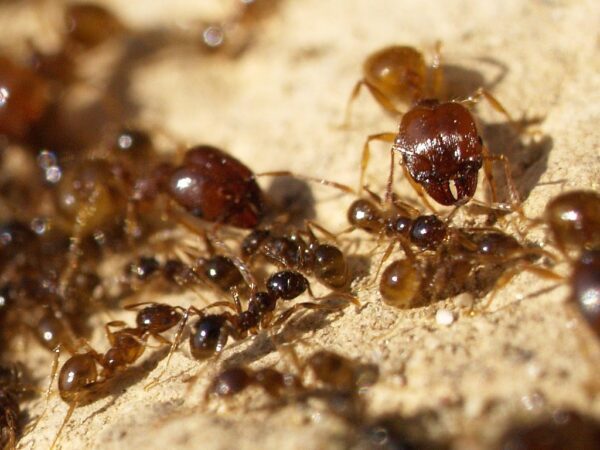 Pheidole Pallidula