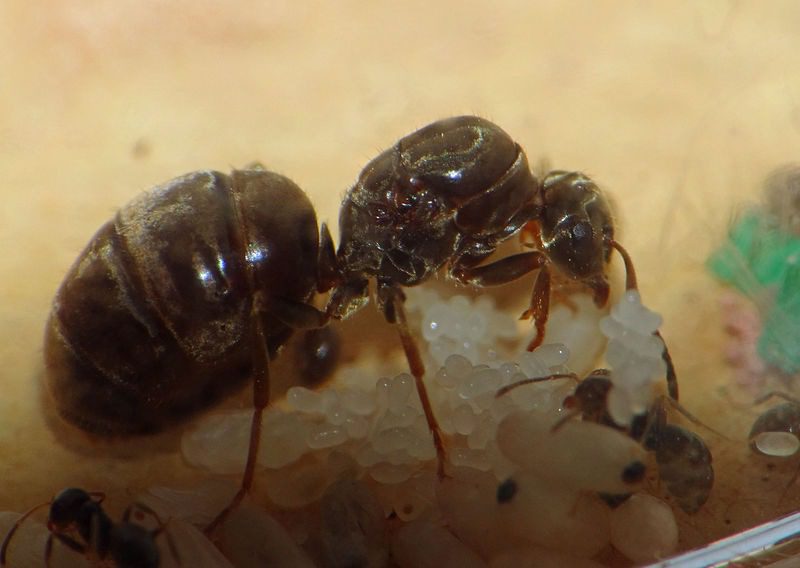lasius niger