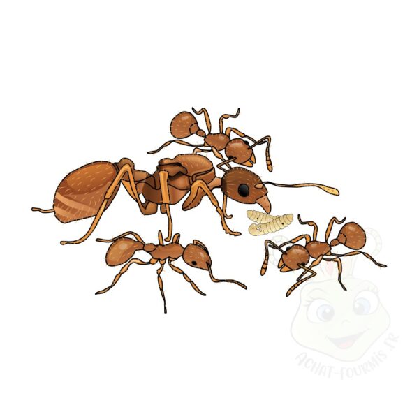Myrmica Rubra