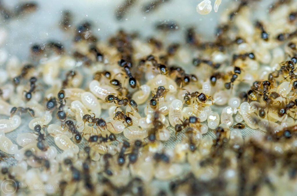 Tetramorium caespitum