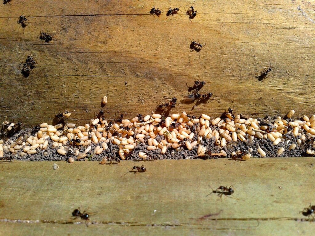 oeuf fourmis reproduction