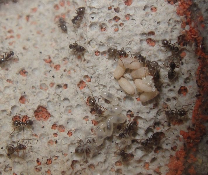 cycle de vie des fourmis