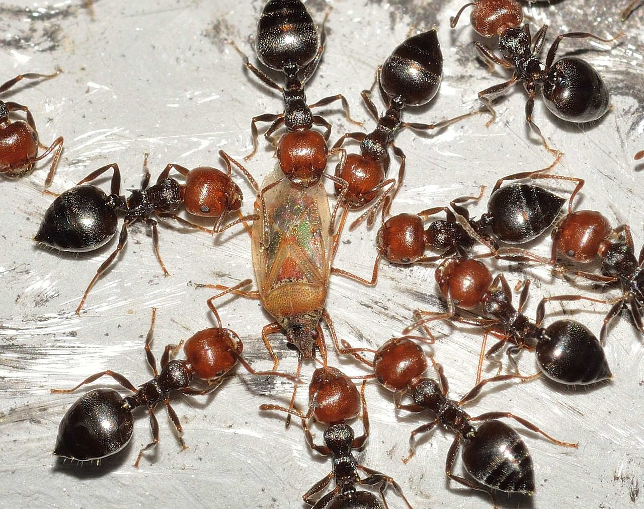 Crematogaster Scutellaris