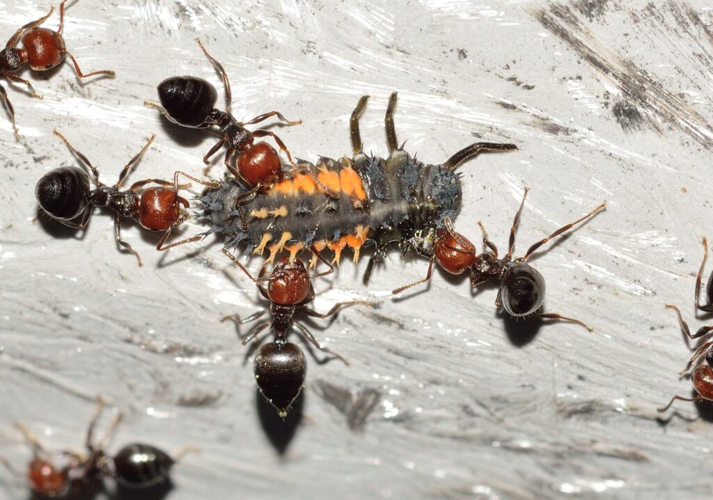 Crematogaster Scutellaris
