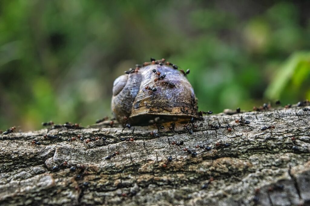 fourmis ecosystème