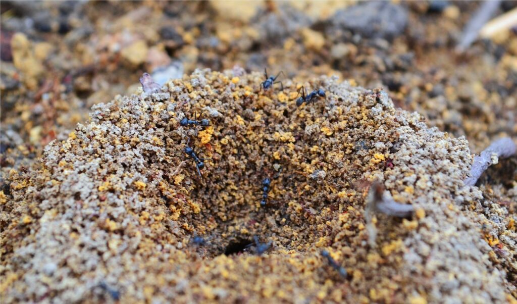 tunel fourmis