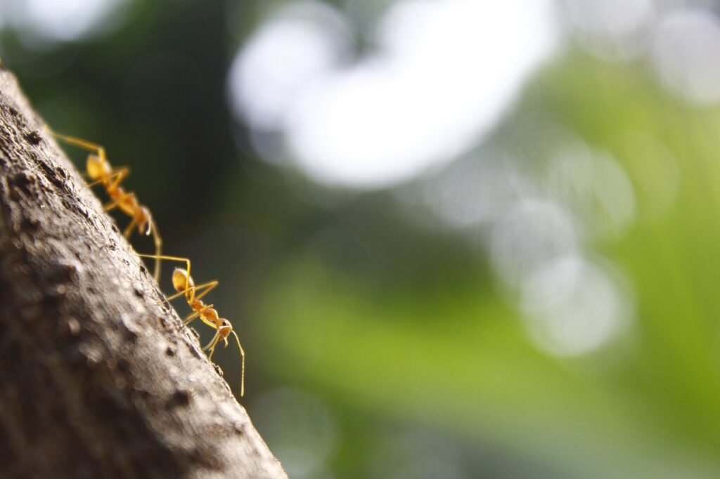 communication fourmis