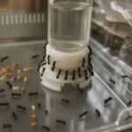 abreuvoir pour fourmis