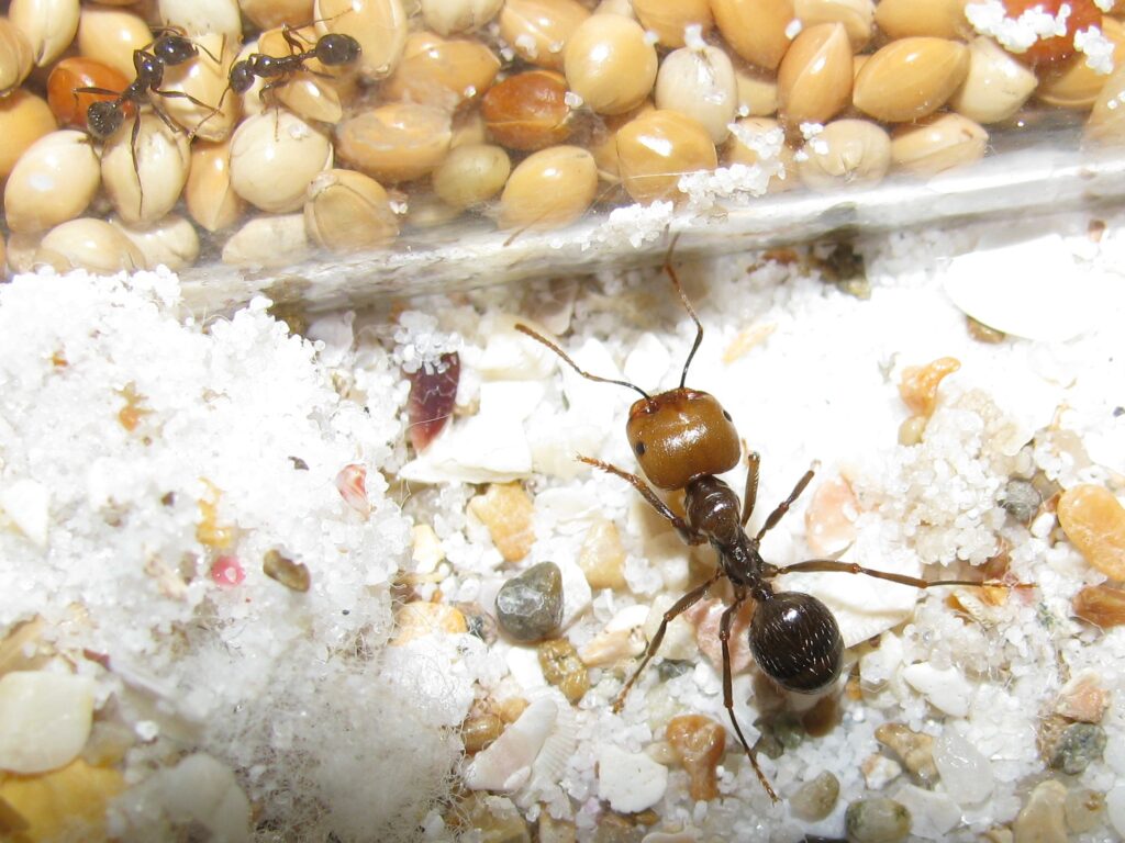 graines messor barbarus
