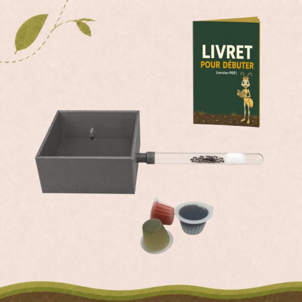 Kit de fondation Lasius Flavus