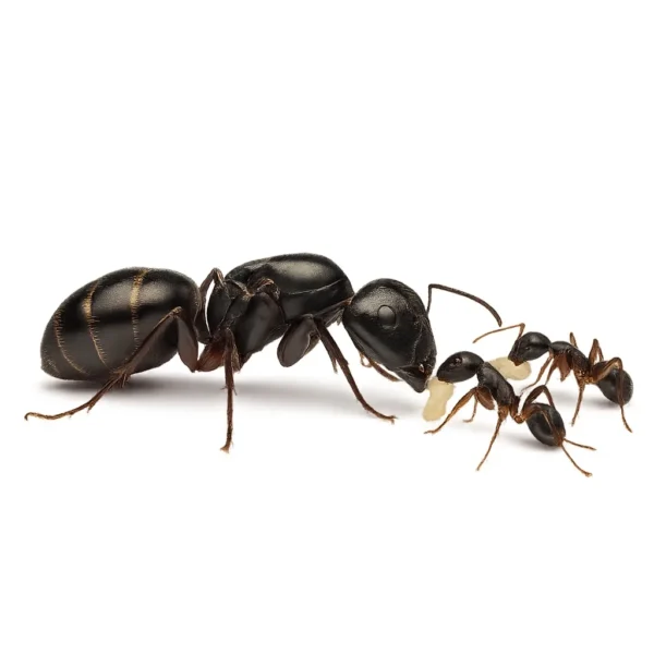 achat camponotus fallacieux