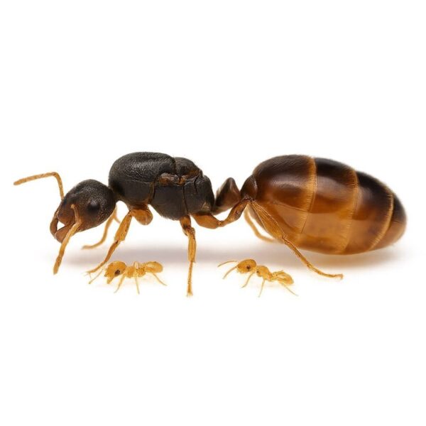 Achat Solenopsis fugax