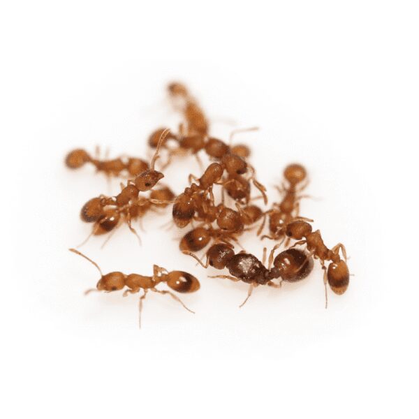 Temnothorax