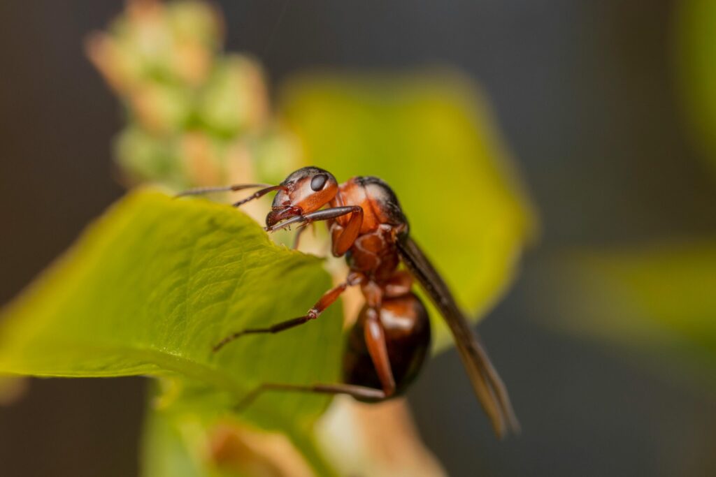 reine fourmis
