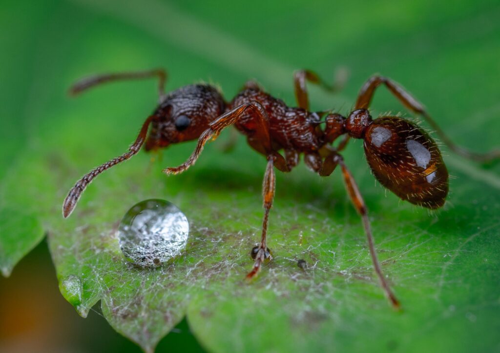 fourmis rouges