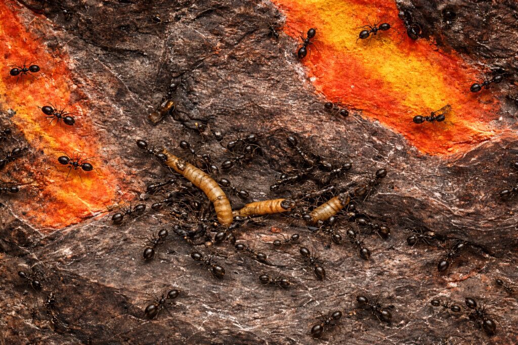 Les aliments toxiques à ne jamais donner à tes fourmis