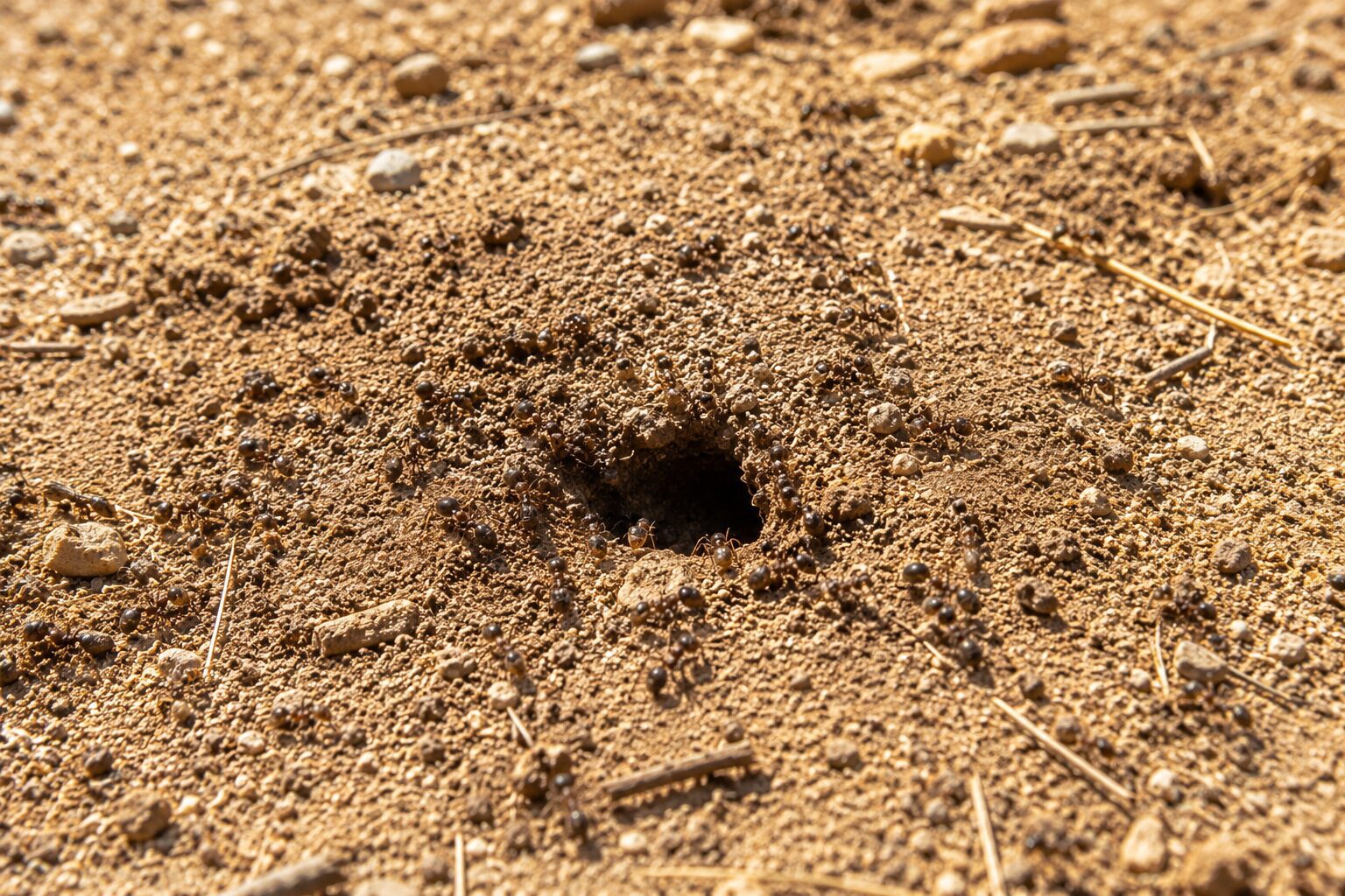Comment les fourmis gèrent la chaleur (et comment aider ta colonie en été)